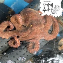 [장가네수산]자연산100% 국산 돌문어1kg/1.5kg/2kg(생물/정품)/비품돌문어(생물/비품)/(평일오후2시이전까지 당일발송), 돌문어 1kg 생물(2~3미)