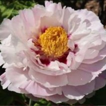 개량접목 꽃목단(채색국화) 뿌리묘목 1지