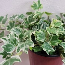 수성아이비(소품) 헤데라 아이비 무늬종 칼라아이비 실내인테리어식물, 1개
