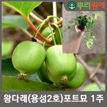 왕다래(용성2호) 포트묘 1주 hsc