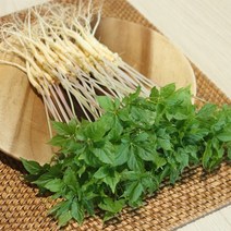 전남 무안 수경재배 새싹삼 중 100뿌리, 없음