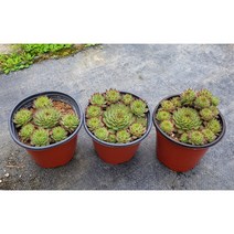 행복한꽃순이// 월동되는바위솔/돌틈/마당, 5개