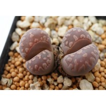 [체스키그라낫 0615] 홈가드닝 분재 선인장 키우기쉬운 아프리카 다육이 공기정화 특이한 귀여운 예쁜 희귀한 인테리어 생일 소형 작은 개업선물 리톱스 코노피튬 식물