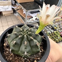 [해와달다육] 담시 선인장, 1개