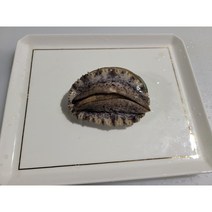 완도전복 1kg 14미 당일배송 산소싱싱포장, 개