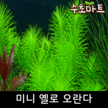 미니 옐로 오란다 (2줄기), [단품] 2줄기
