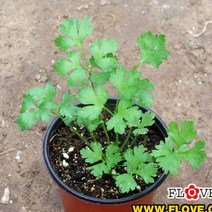 플러브 이탈리안파슬리
