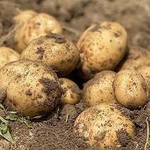 감자10키로가격 햇살조은감자 수미감자10kg 4kg, 괴산 수미감자_대왕 4kg, 1개