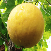 하늘타리 하늘수박 명품 종자 씨앗 5립