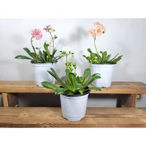 [나랑너랑꽃]레위시아 - 코틸레돈 (색상랜덤), 1개