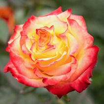 리서스원예 사계장미 땅장미 레드 옐로우 복색 장미 나무 묘목 망포트, 복색(레드+옐로우)계열