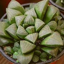 하월시아수 예쁜다육 랜덤 1226-08, 단품, 1개