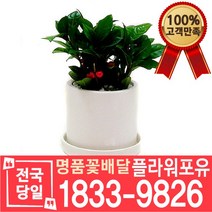 천냥금 실내공기정화식물 개업축하선물 미세먼지 공기청정 키우기쉬운식물 선물용 고급승진화분