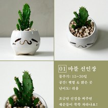 보거스플라워 미니다육이 산세베리아 스투키 정야 베이비핑거 홍미인 귀여운화분, 1개, 마블선인장