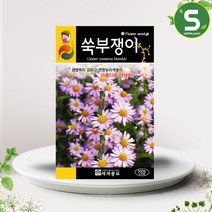 솔림텃밭몰 쑥부쟁이씨앗 500립 쑥부쟁이 꽃씨앗 꽃씨 야생화, 단품