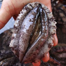 싱싱해 완도전복 특대 1kg 8-9미 전복세척솔, 1.5kg