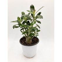 석화나무 중품 미니 바오밥나무 사막의장미 아데니움 [박씨농원], 1개