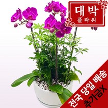대박플라워 핑크호접 서양란 승진선물 취임란 영전 이전 개업선물 부모님선물 꽃배달