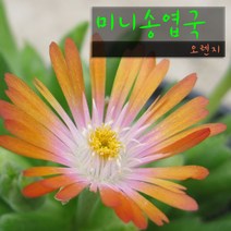 허브여울다육 미니송엽국 오렌지(주황) 지름 9cm 소품화분, 3개
