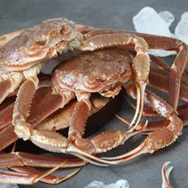 친환경팔도 [생산자직송] 동해 묵호항 임창목선주의 활 대게 2kg, 단품