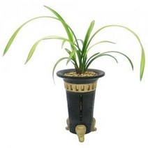 고급춘난 동양란 동양난 서양란 서양난 승진, 20000원