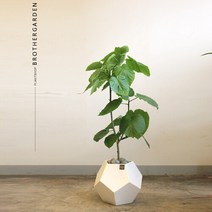 휘카스 움베르타[사무실식물/인테리어 공기정화식물/반려식물], 없음