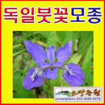 (D소망)독일붓꽃모종(포트) 5개 색상랜덤