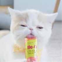 미오 길고양이츄르 연어 96개 벌크 대용량 애완용 길냥이 추루 습식 먹이