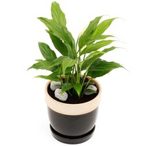 도토리 40종, 도토리 화이트, 스파트필름