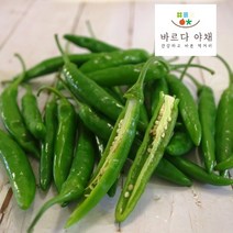 바르다야채 국산 청양고추 (신홍), 500g