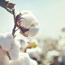 코튼씨드오일.면실유.목화씨오일.천연보습오일 1L, 코튼씨드오일.면실유.목화씨오일.천연보습오일1L-1개