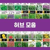 허브씨앗 모음 라벤더 바실 레몬밤 로즈마리 유칼립투스 페퍼민트 타임 카모마일, 22.캣닙1g