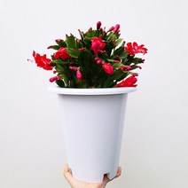 꽃파는농부 - 게의 발 모양을 닮은 독특한 줄기를 가진 실내공기정화식물 게발선인장(대품) 색상랜덤배송, 레드(너비:23cm/높이:40cm내외)