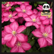 (나무판다) 클레마티스 묘목 P9 포트 큰꽃으아리 시리즈, 4. 메이린 p9
