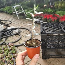 10~25cm 25 미니 올리브 과실수
