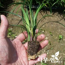 [나무인] 맥문동묘목 200그루 2평식재분량, 200개