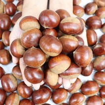 22년 공주 밤 공주햇밤 대보밤 2kg 4kg 생밤, 공주 햇밤 대보밤 대 2kg