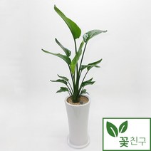 구매평 좋은 여인초여인초공기정화식물 추천순위 TOP100 제품 목록