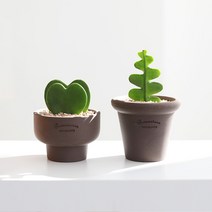 키우기 좋은 반려식물 선인장&다육식물 로자리안 토분 공기정화식물 플랜테리어, 1. 슈가팟, 6. 하트호야, 1개