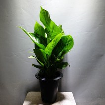 꽃백화점 스파트필름 중대품 50~70cm 129