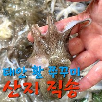 주꾸미 1kg 쭈꾸미 알배기 예약 발송