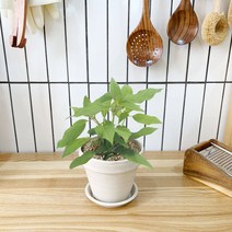 1+1 파인애플세이지 키친허브 화분 세트 바질 딜 베란다 텃밭 허브 키우기, H03.파인애플세이지, H13.체리세이지