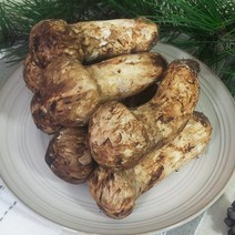 2023 백두산 자연산 송이버섯! 생송이버섯! 백두산 송이 버섯은 찐한 향이 살아 있습니다., 2등급 1kg