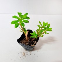 세종의정원 섬기린초 여름꽃 노란꽃 야생화 들꽃 모종 3치 포트 20개