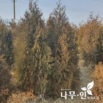 [나무인] 조선측백 분뜨기 키1.8m (차량배송)