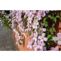 유럽 클레마티스 프라그란트 스프링 12CM 사각포트 신품종 으아리 야생화 봄꽃 넝쿨식물 꽃보러가자