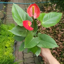 안스리움 레드 소중품 특가상품 25~40cm 89 반려식물 개업화분