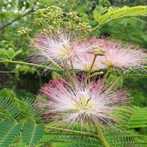 자귀나무 묘목 10주 묶음 정원수 부부 금술을 상징하는 나무(SJ)