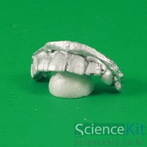 4인 알지네이트 나의 치아 모형 본뜨기 키트 실험 만들기 아카데미 방과후 조립