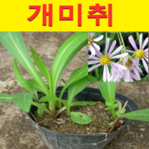 (D소망)야생화 개미취모종(포트) 10개